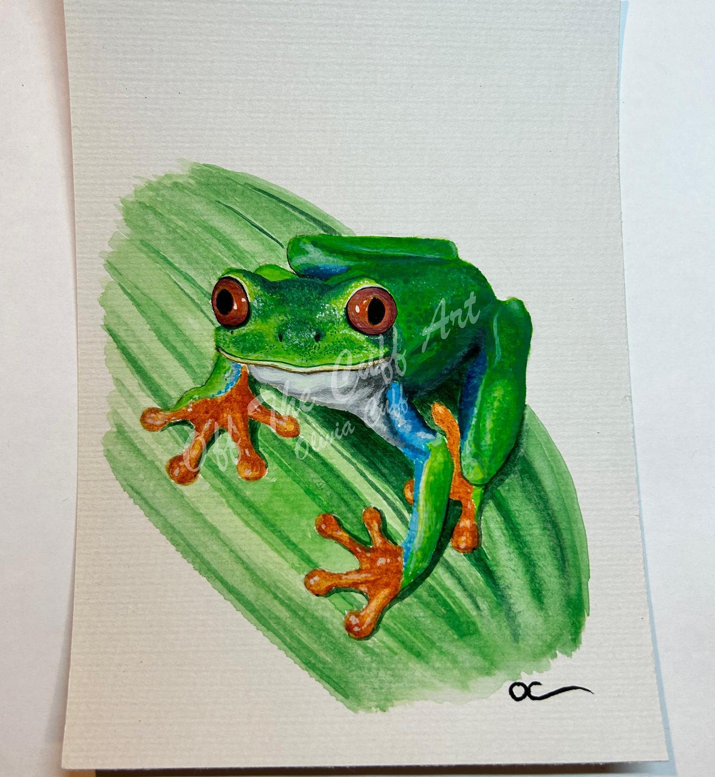 Red Eye Tree Frog
