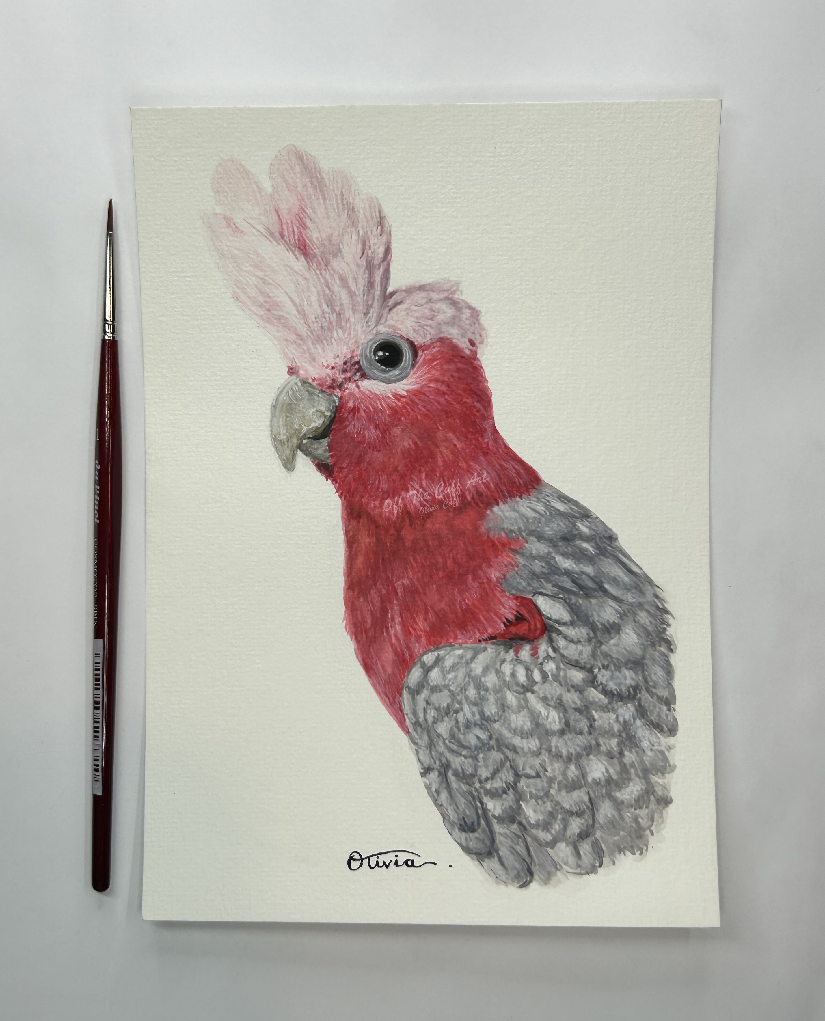 bird popat