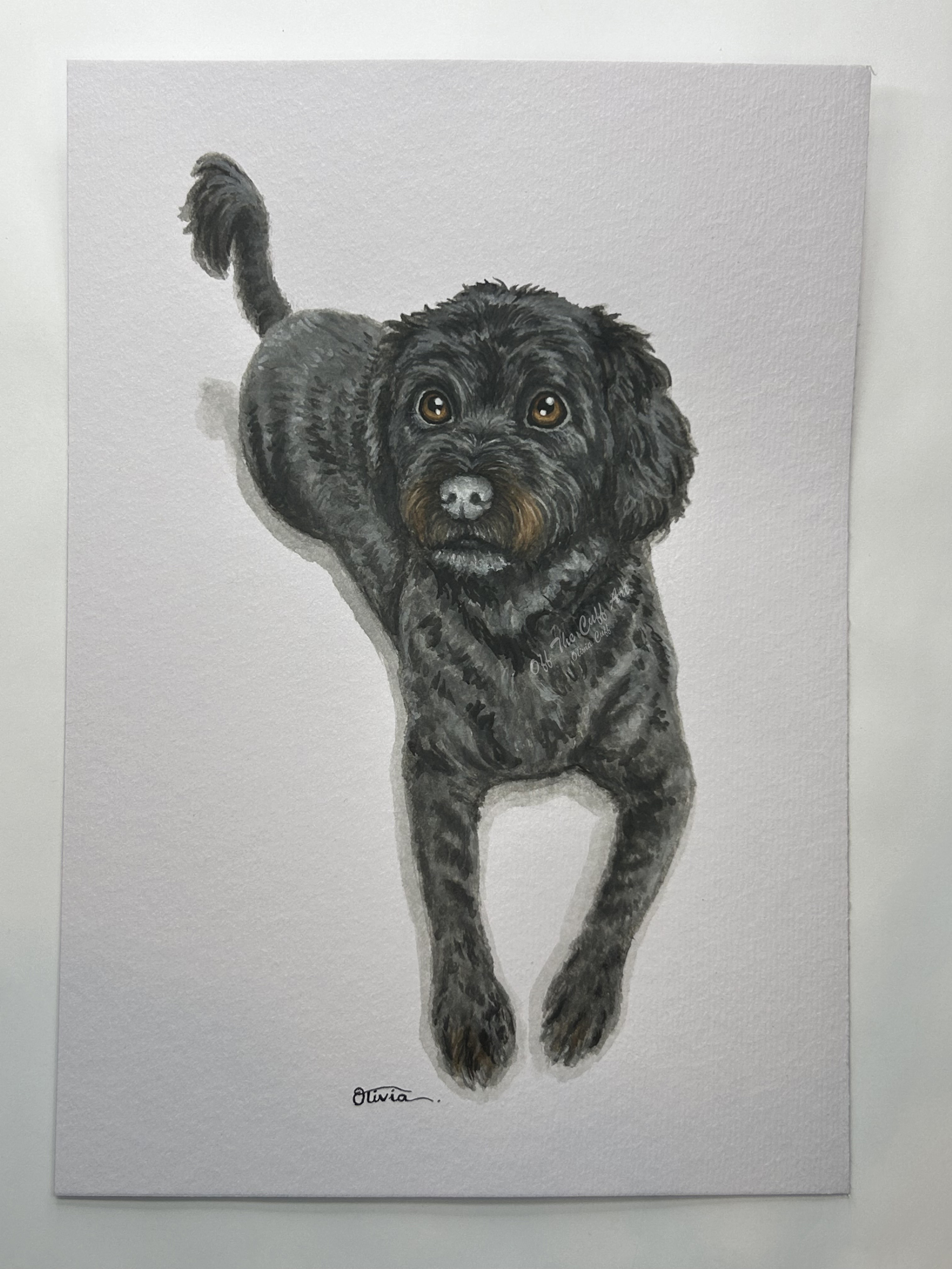 dog siggie