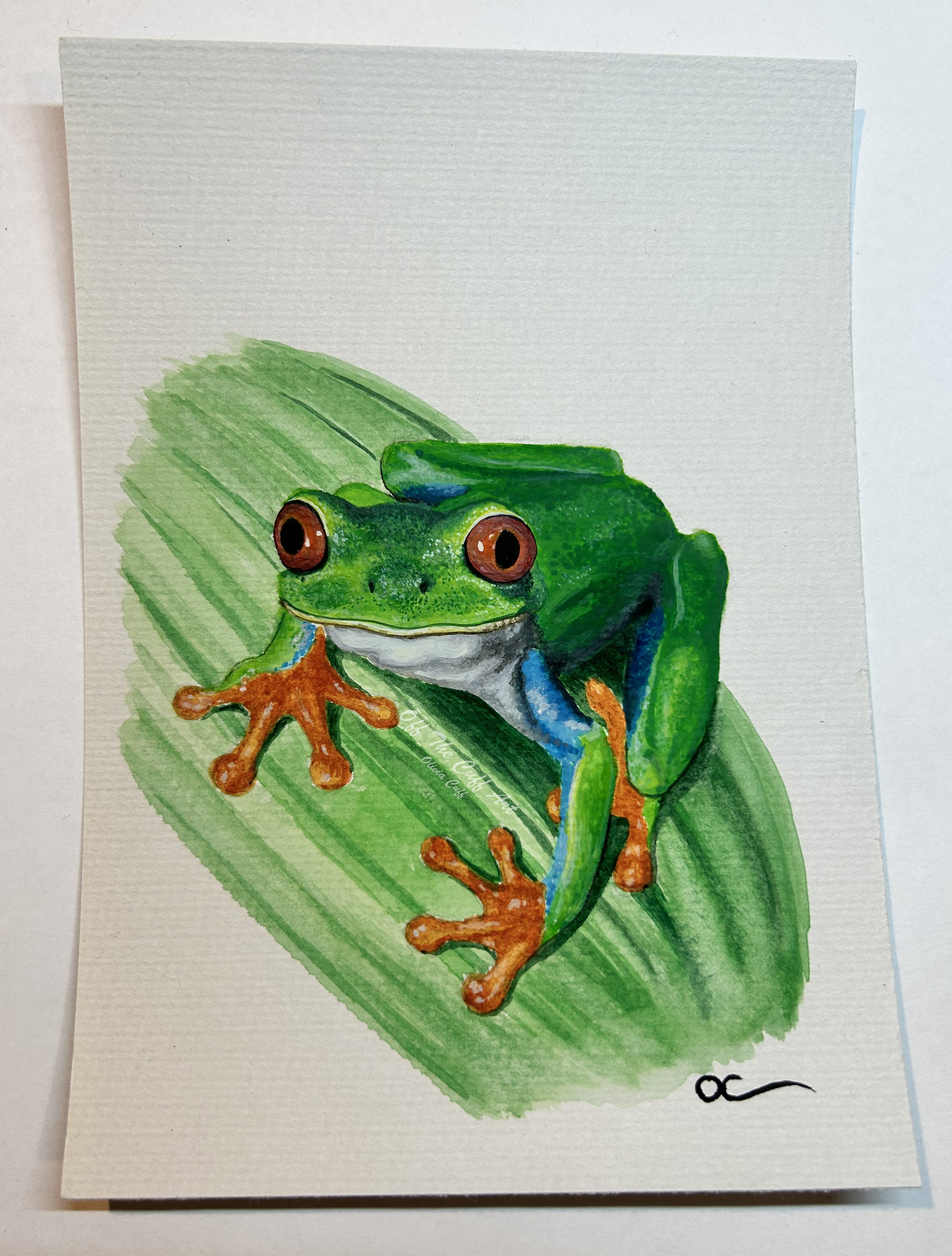 red-eyed tree frog