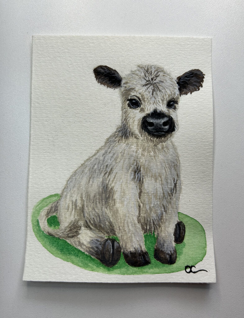 baby cow calf