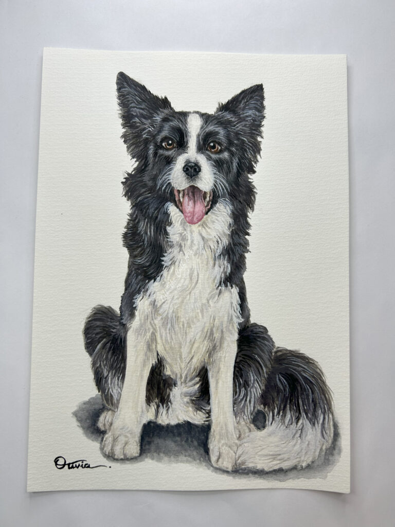 dog border collie