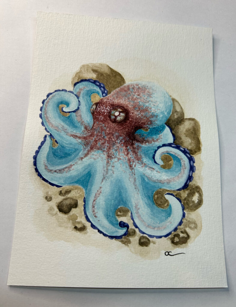 octopus