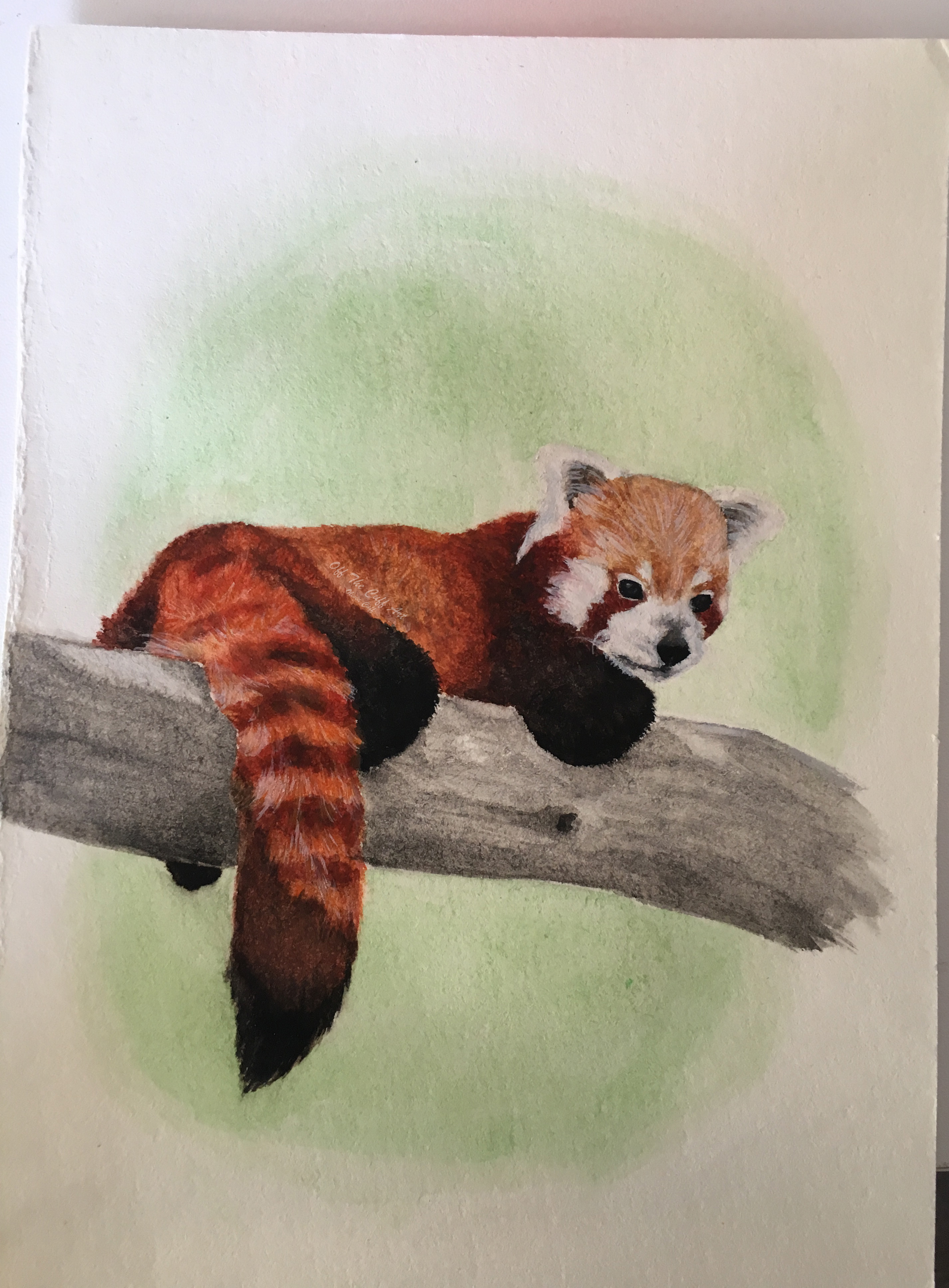 red panda