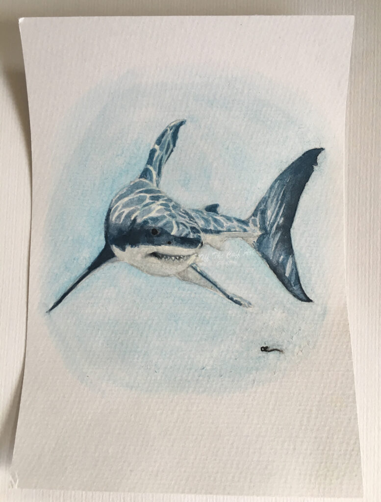 shark